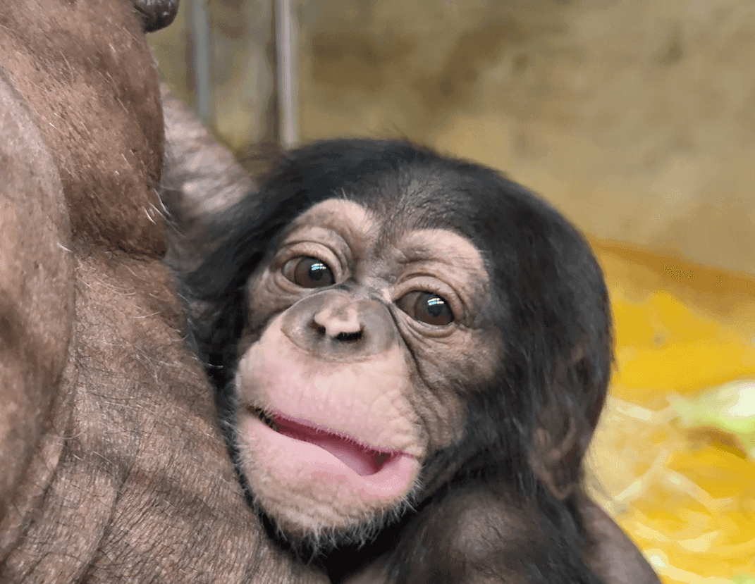 Obišči ZOO Ljubljana in spoznaj šimpanza Toga!