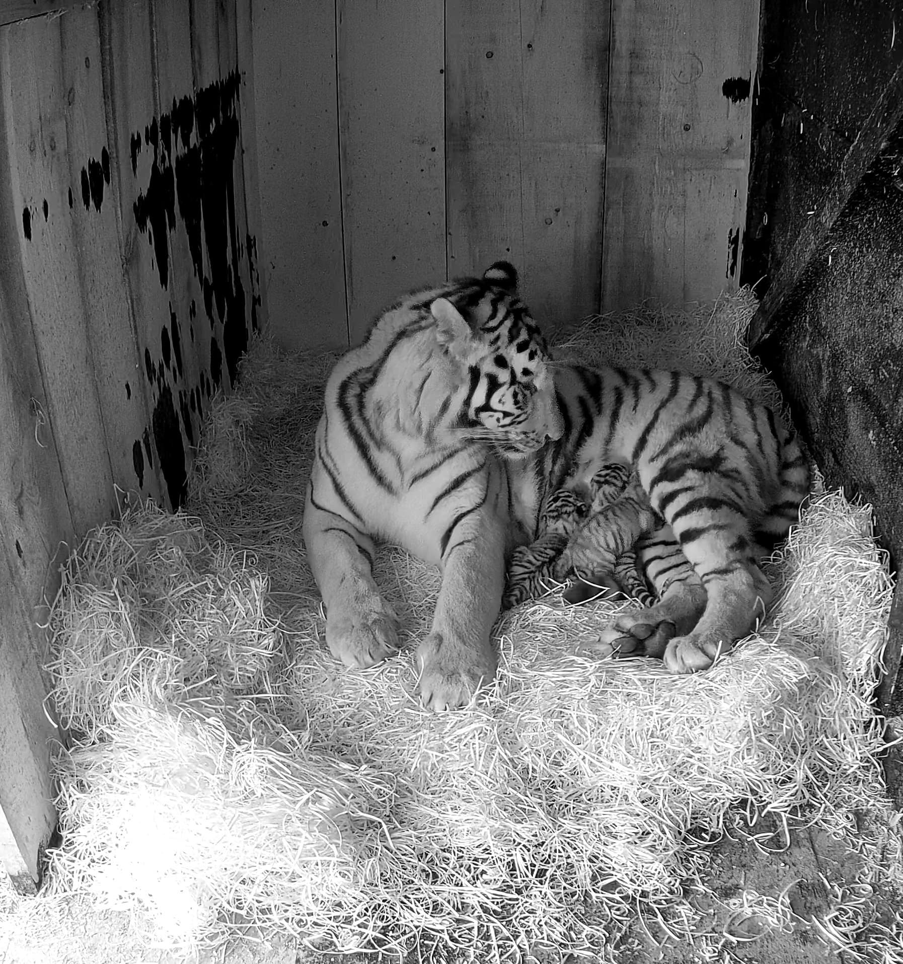 V ZOO Ljubljana so se skotili trije mladiči sibirskega tigra