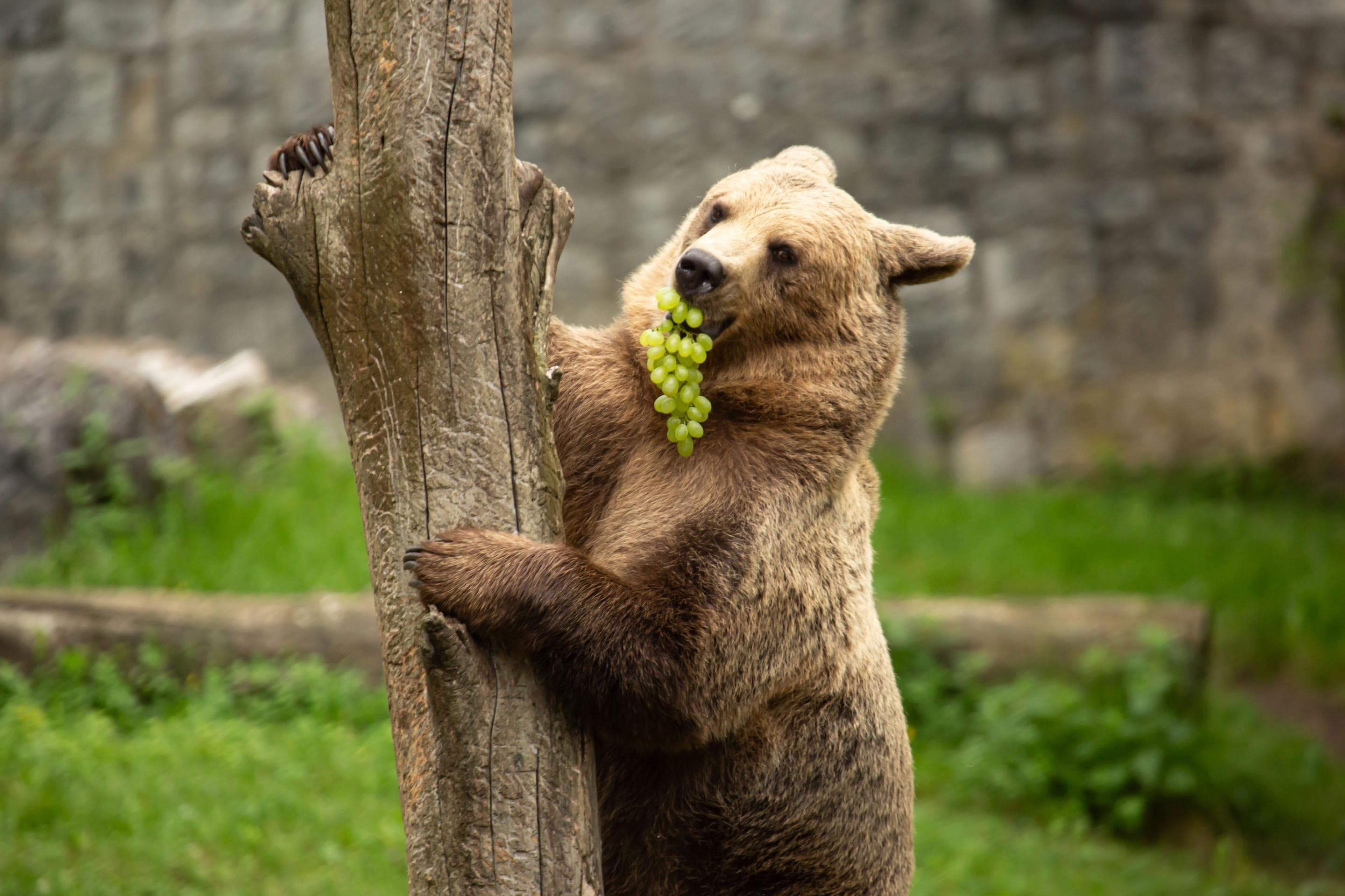 Maj v ZOO Ljubljana