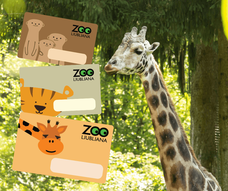 Darilna kartica ZOO
