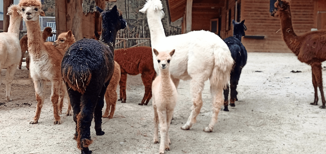 Winter Newborns