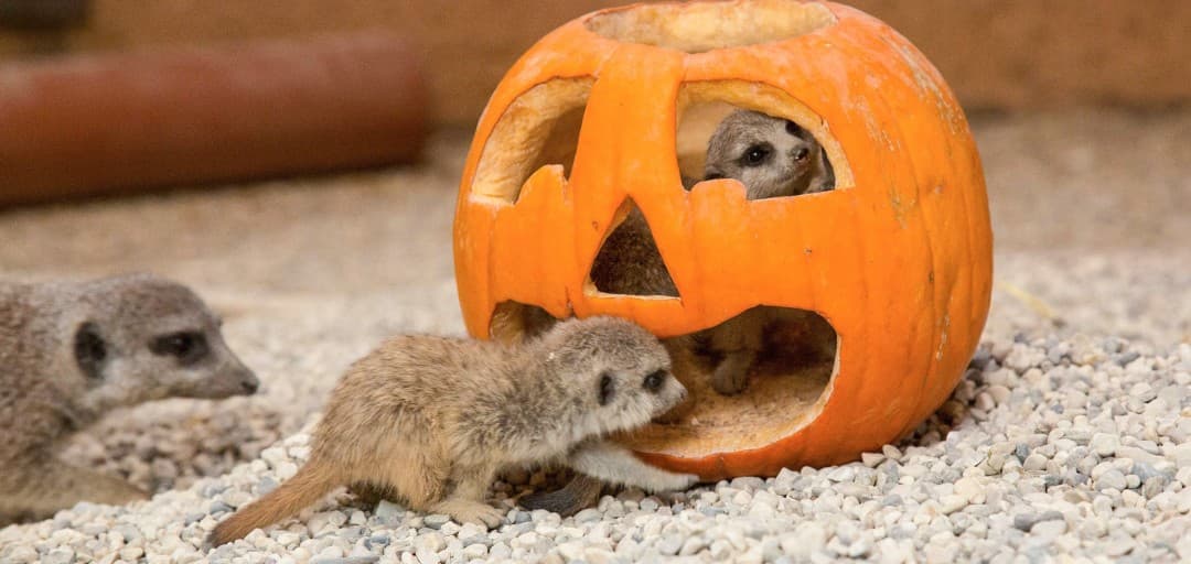 Bring a Pumpkin for a Ticket