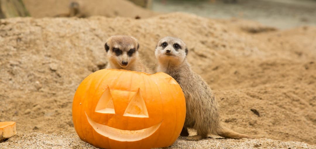 Pumpkin Weekend