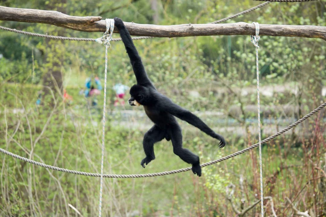 Gibbons