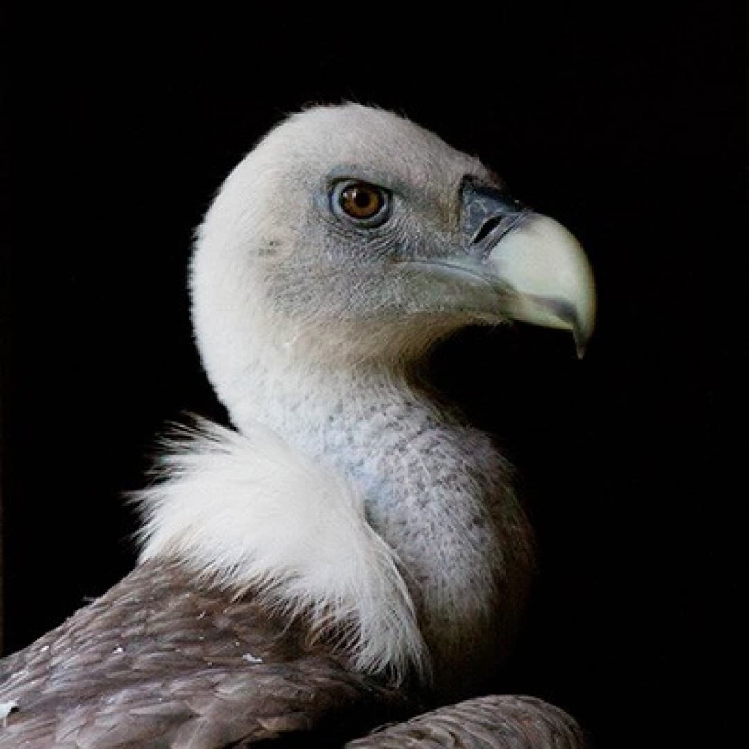 Vultures