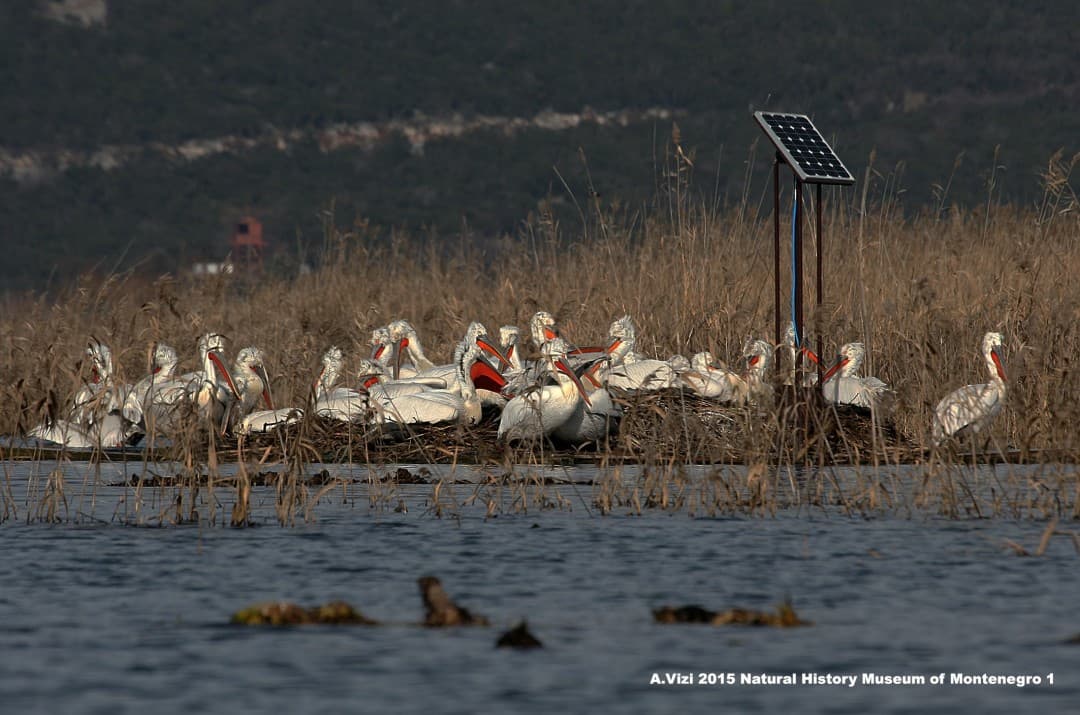 Pelicans
