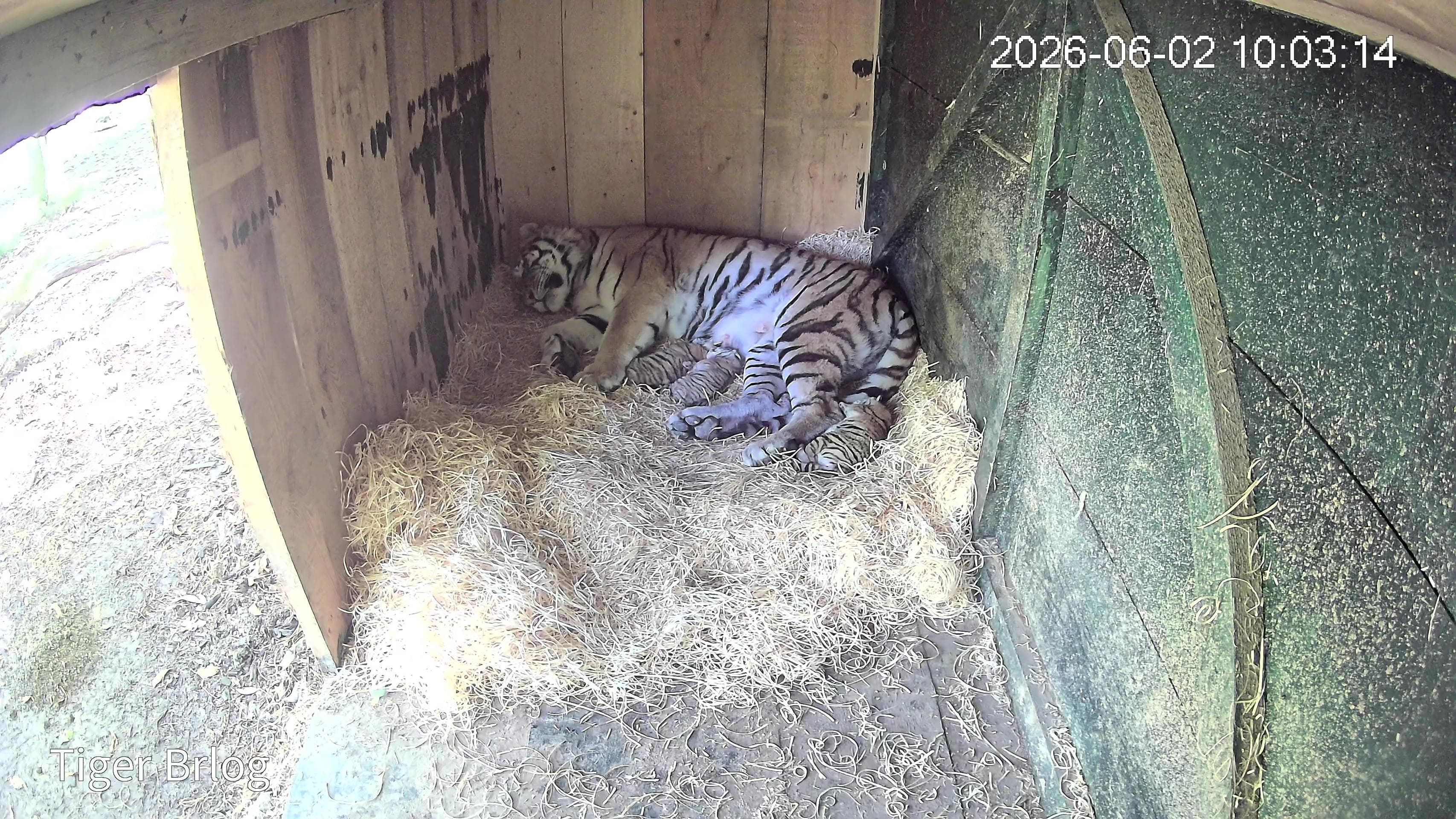 V ZOO Ljubljana so se skotili trije mladiči sibirskega tigra!