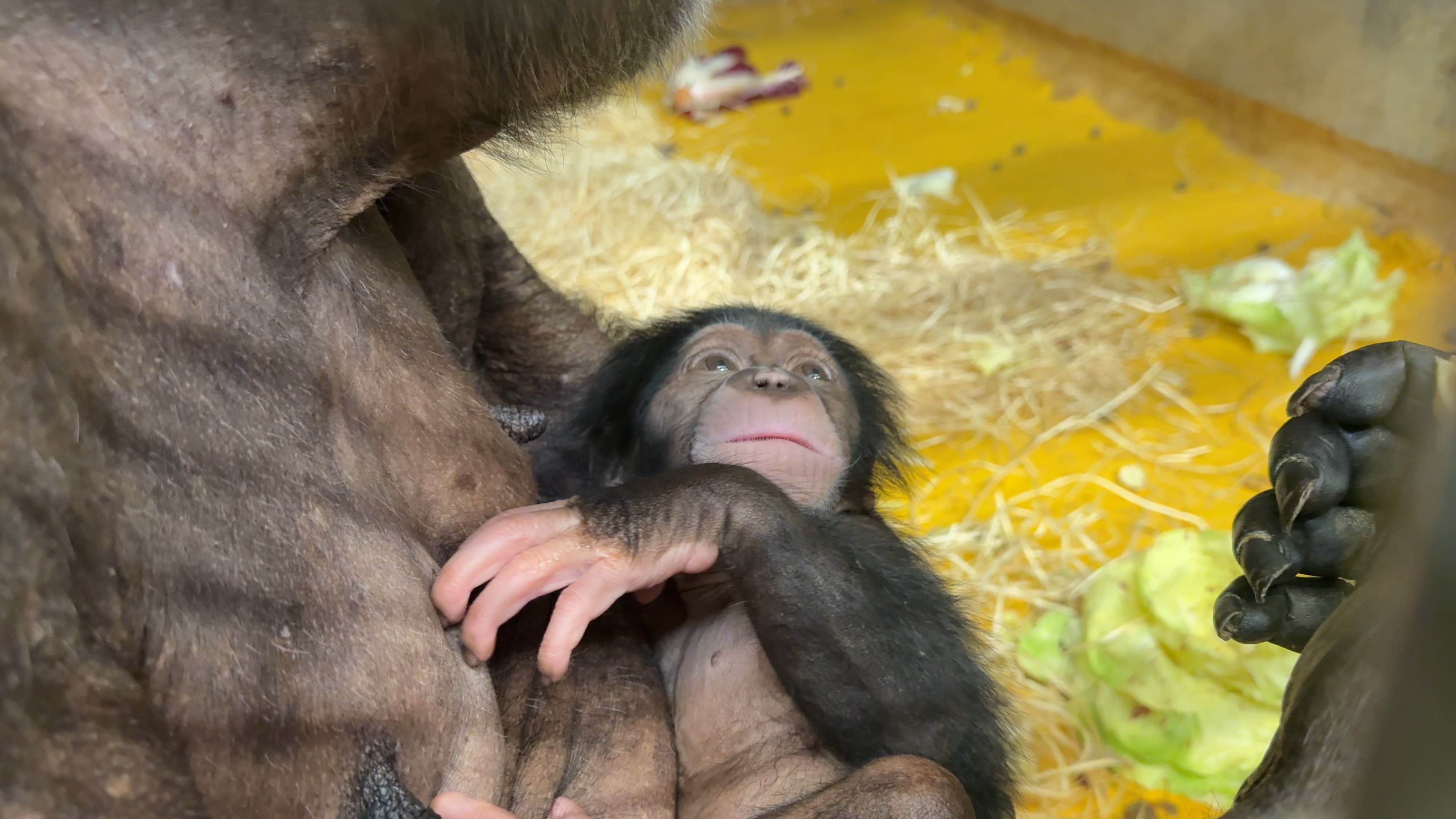 Svetovni dan šimpanzov v ZOO Ljubljana
