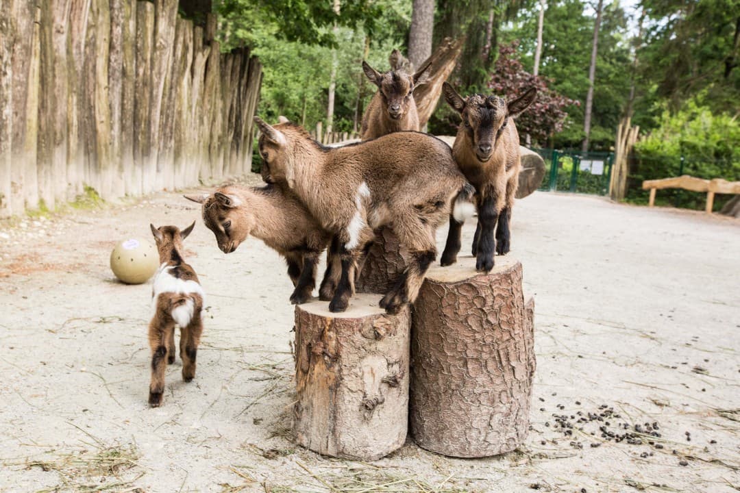 Mini ZOO