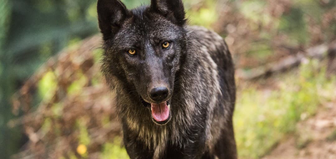 Canadian Wolf Ventured Outside Its Enclosure at ZOO Ljubljana