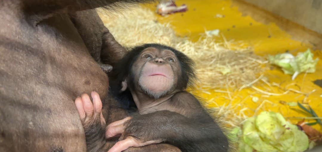Press release — ZOO Ljubljana celebrates a new member of the chimpanzee family