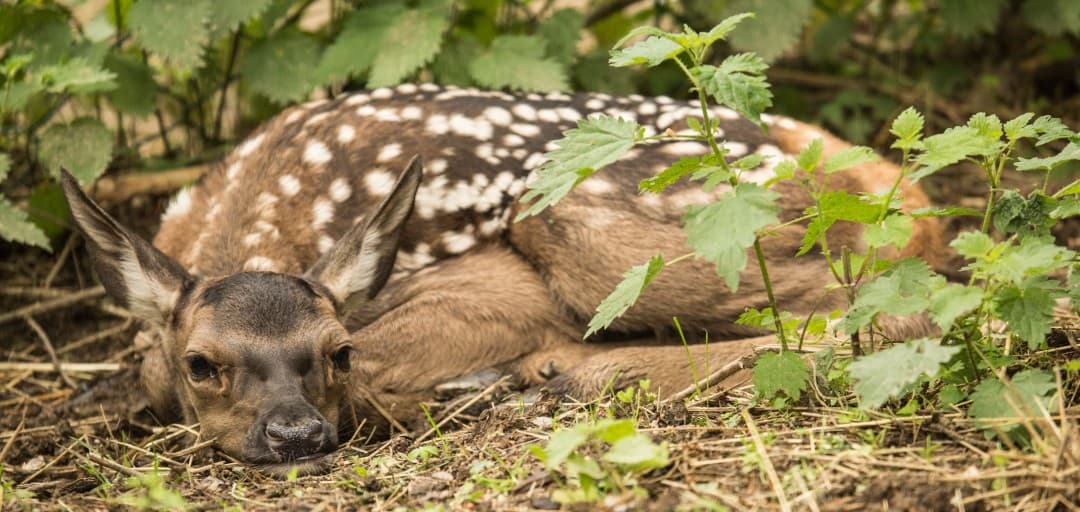 Red Deer