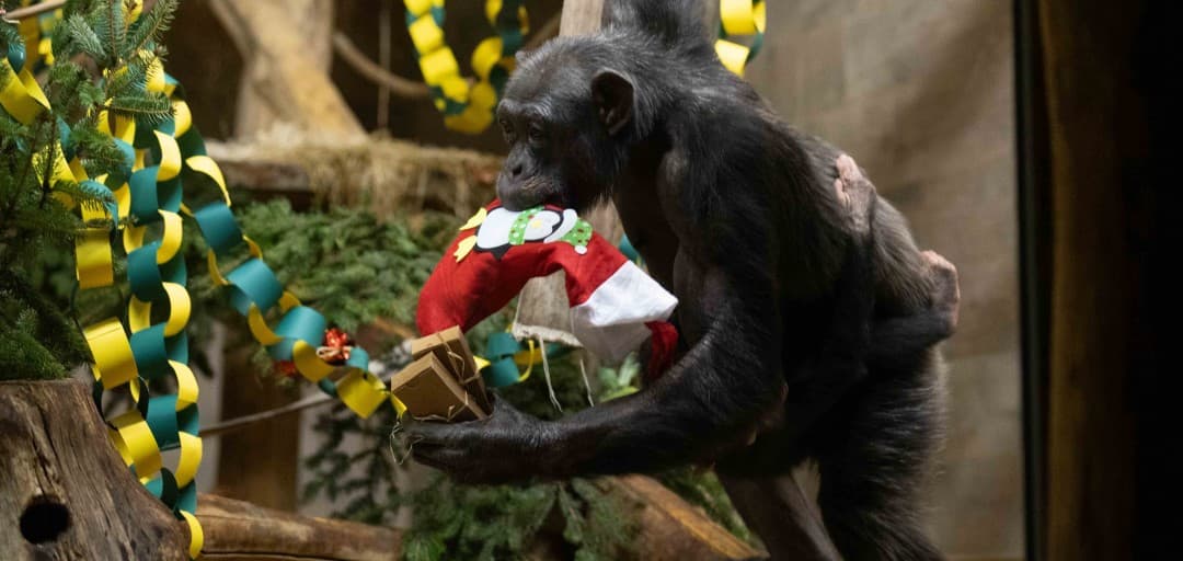 Christmas Gifts for the Animals