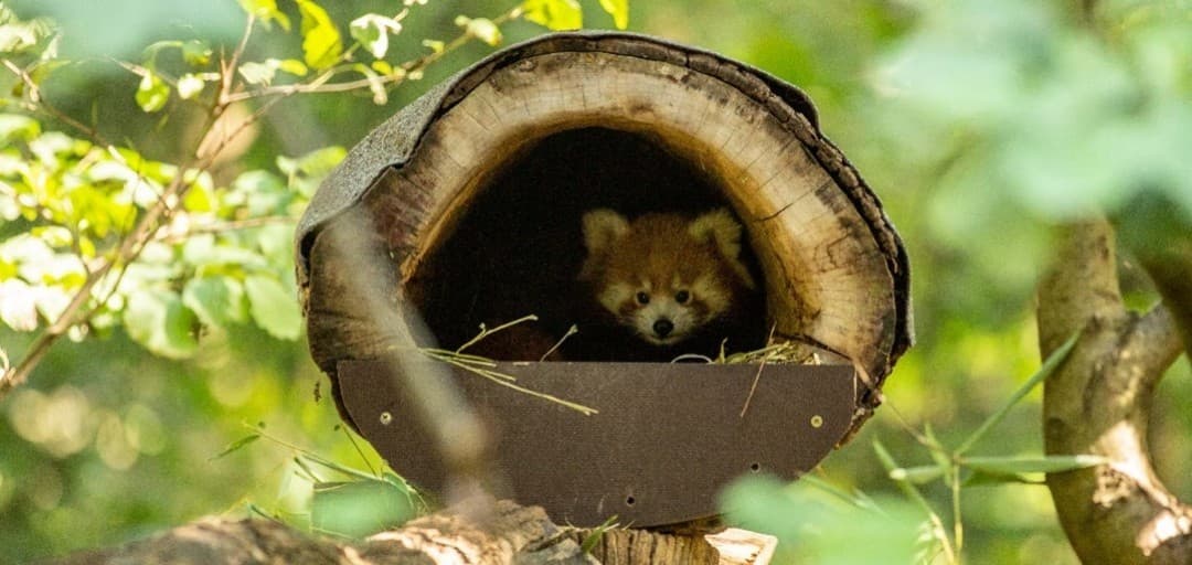 Mladič mačje pande prvič v ZOO Ljubljana