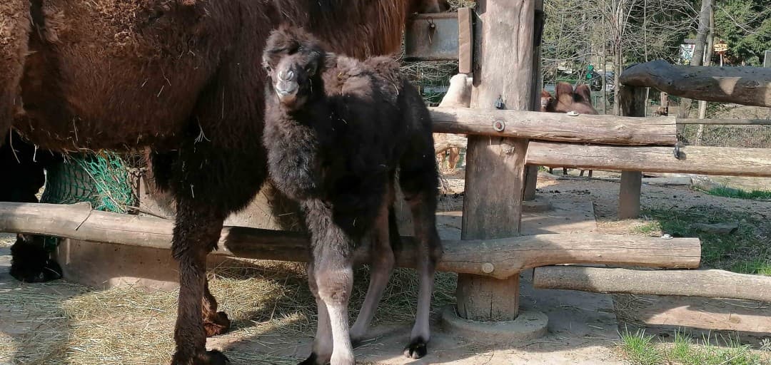 Na svet so pokukali prvi letošnji mladiči