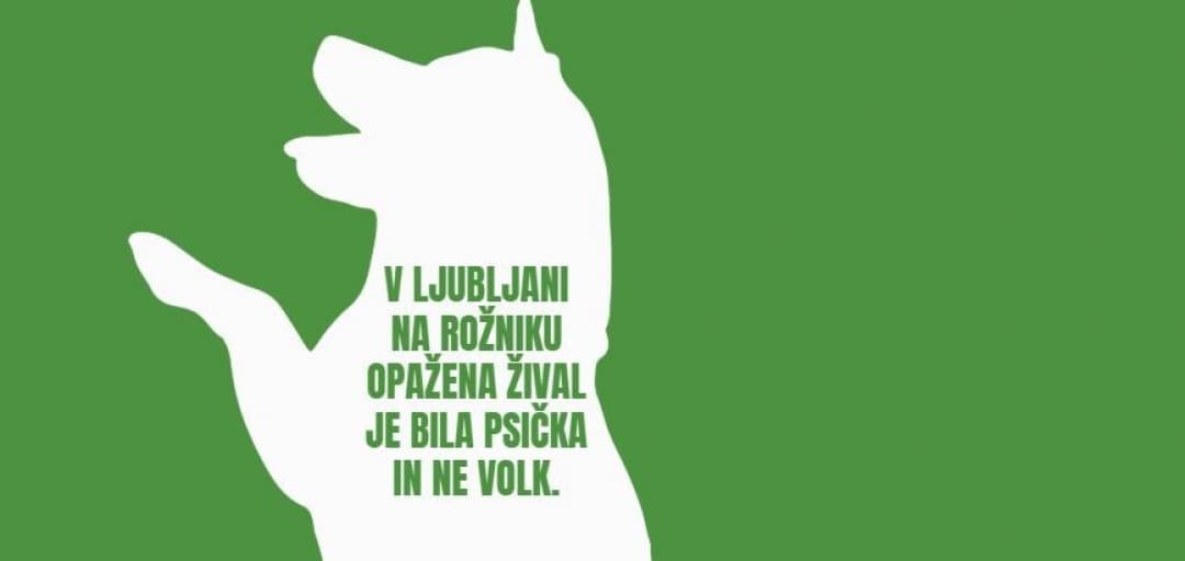 Animal Spotted at Rožnik Was a Dog, Not a Wolf