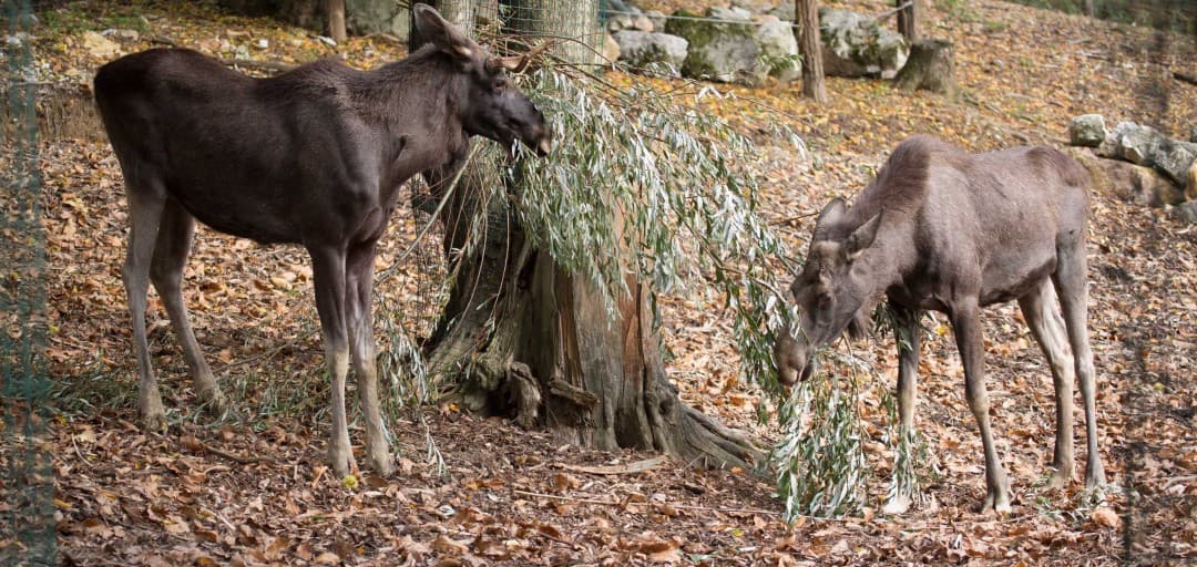 Mladiči losov