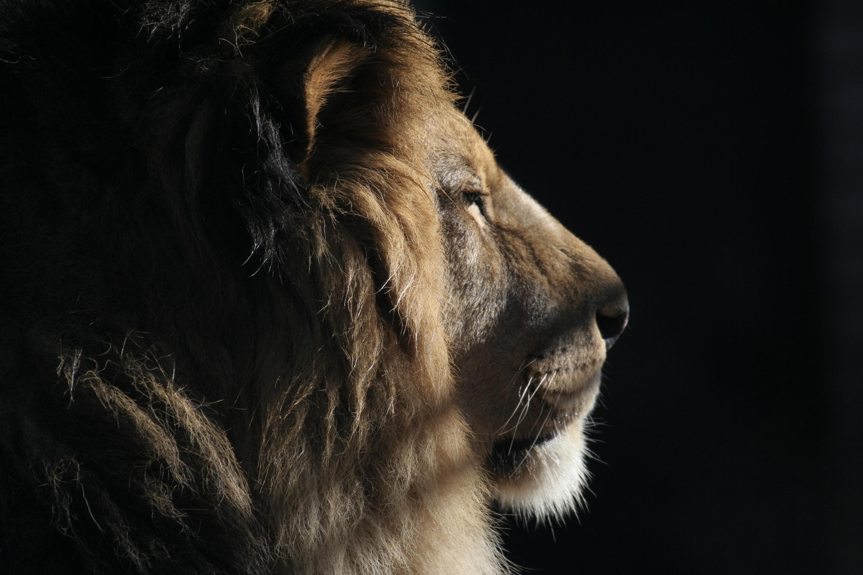 Praznujmo mednarodni dan levov 🦁
