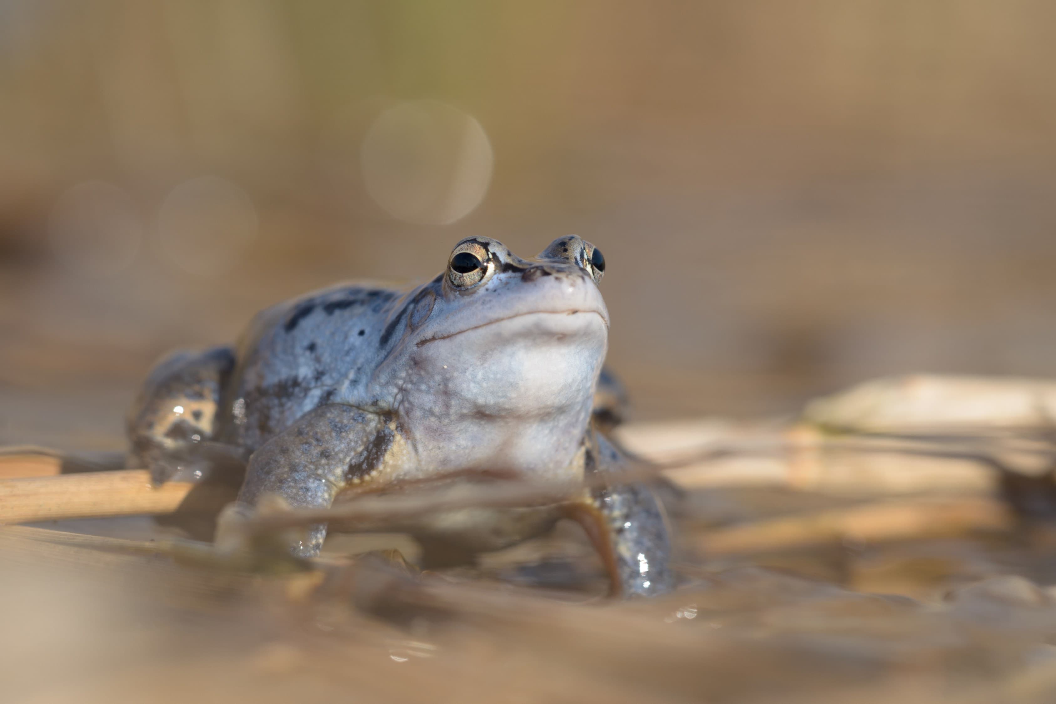 Herpetološko društvo na obisku