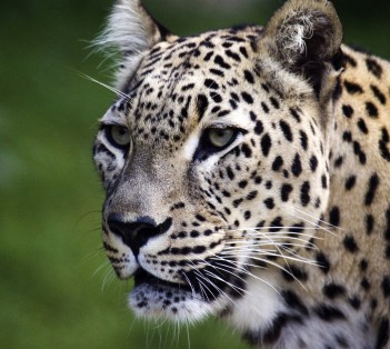 Perzijski leopard
