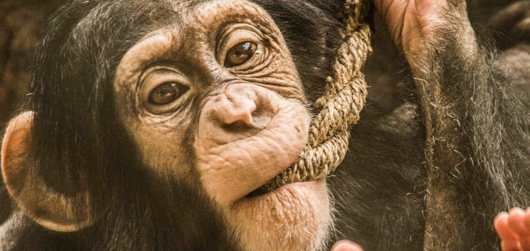 Svetovni dan šimpanzov