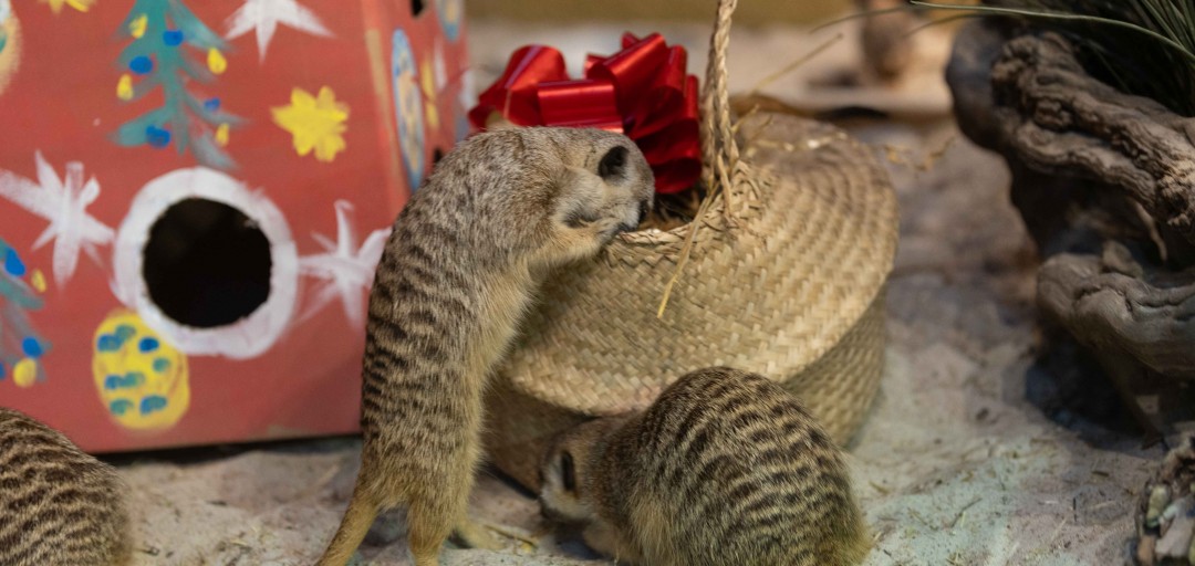 Božično presenečenje za živali